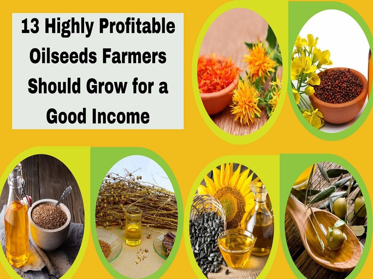 Different forms of oilseed farming offer lucrative income-generating businesses for small and marginal farmers
