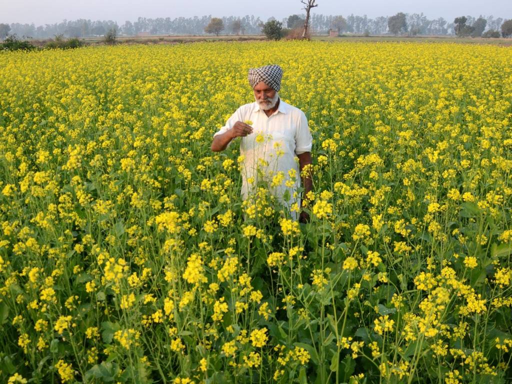 A Farmer checking his mustard yield  (File Image)