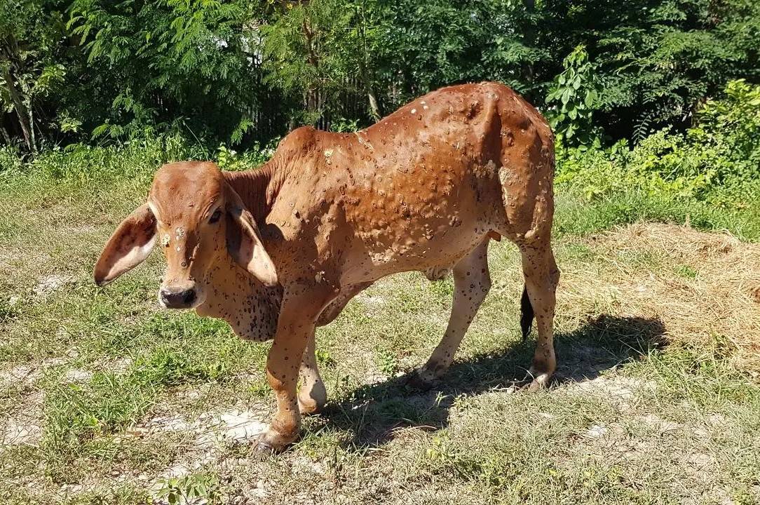 Calves can die from the disease if the symptoms are not treated