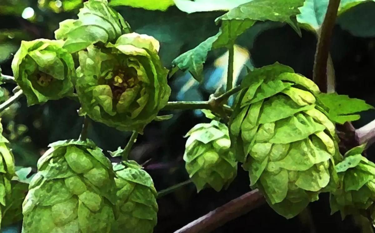 The hop, humulus lupulus, is indigenous to temperate North America, Eurasia, and South America