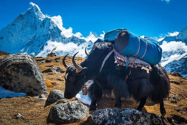 FSSAI's recognition of the Yak as a food-producing animal will help farmers benefit economically