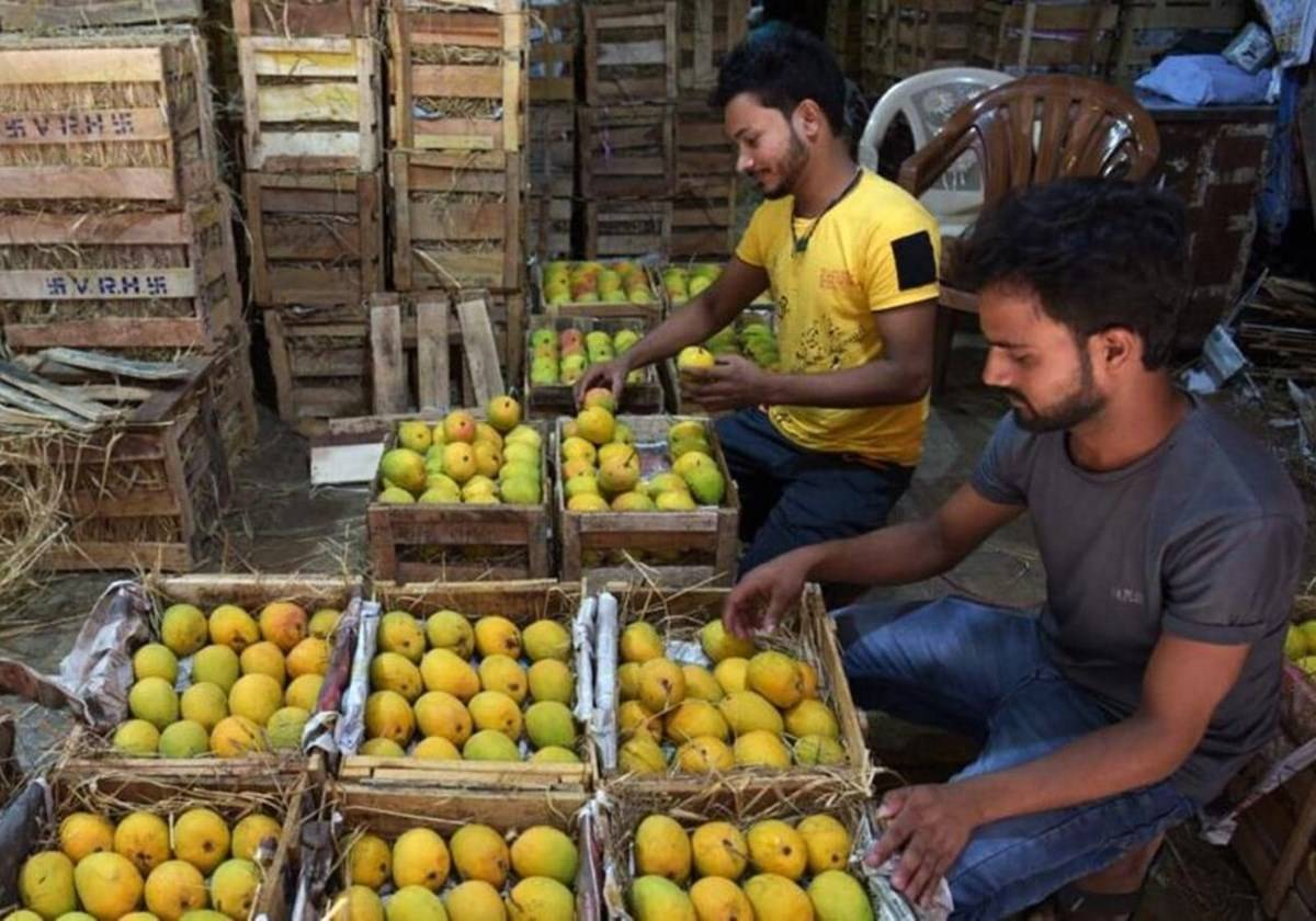 Each box will cost around Rs3600-5000, depending on the size of the mangoes