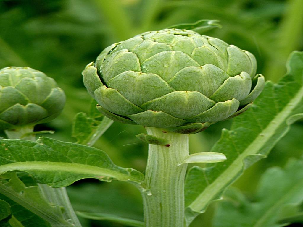 How To Grow Artichokes A Complete Guide