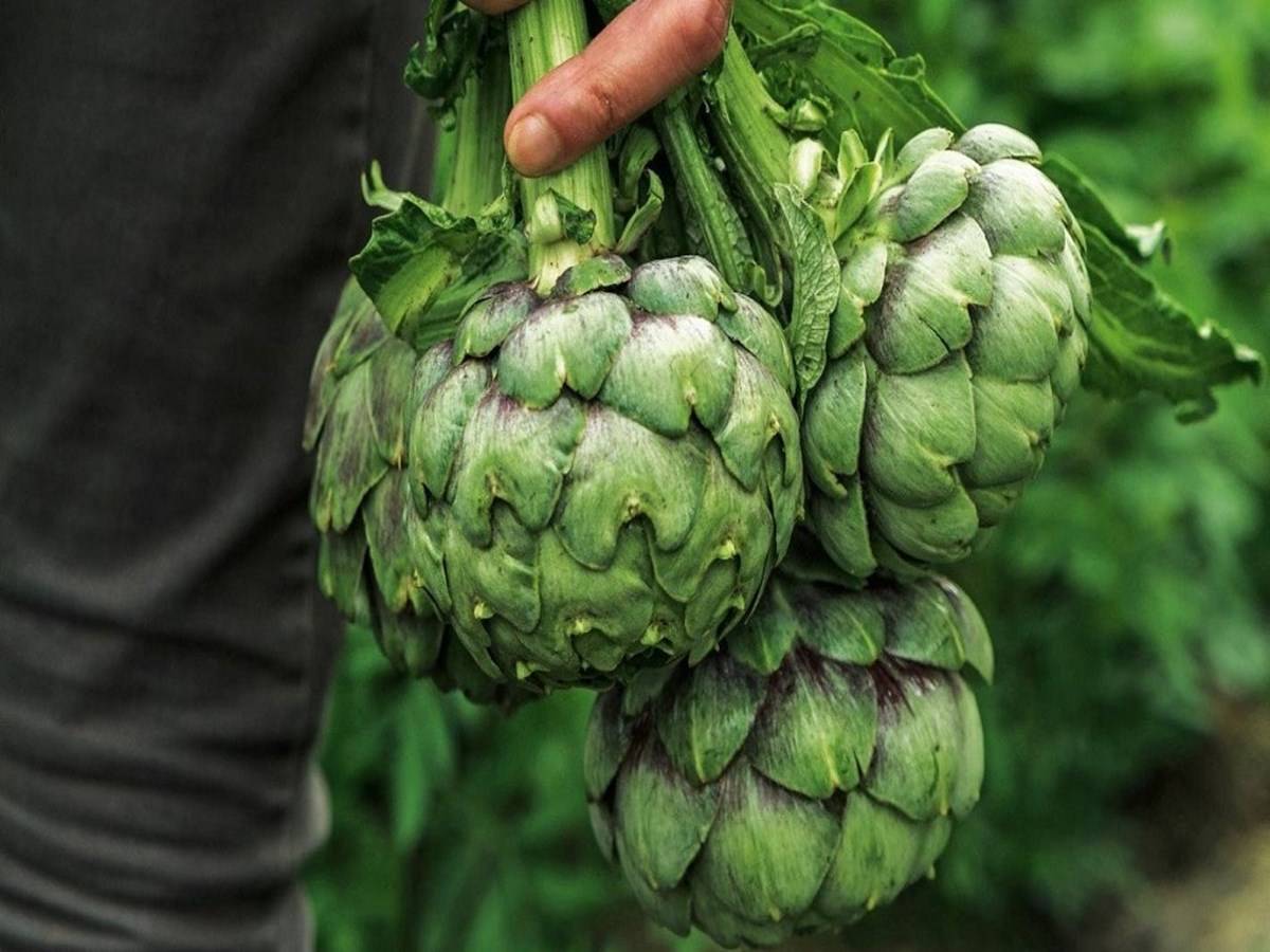 An artichoke is an edible plant with many leaves and a tender, delicious heart. Some people like to dip their artichoke leaves in melted butter. The artichoke you can buy in the supermarket is called a "globe artichoke," and it's specially cultivated to be tasty.