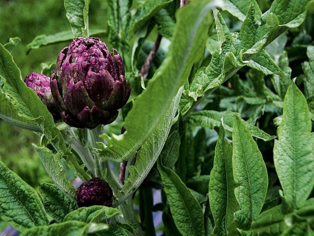 Insight: The bud develops into a violet-blue, 7-inch bloom if it is not plucked.