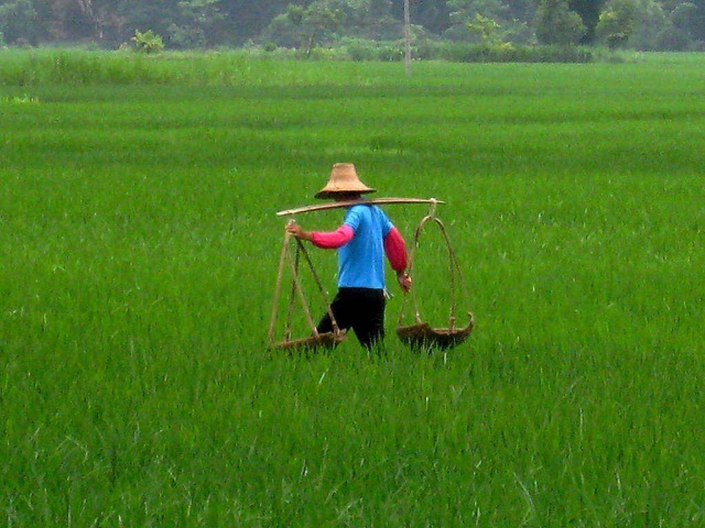 farmer in china