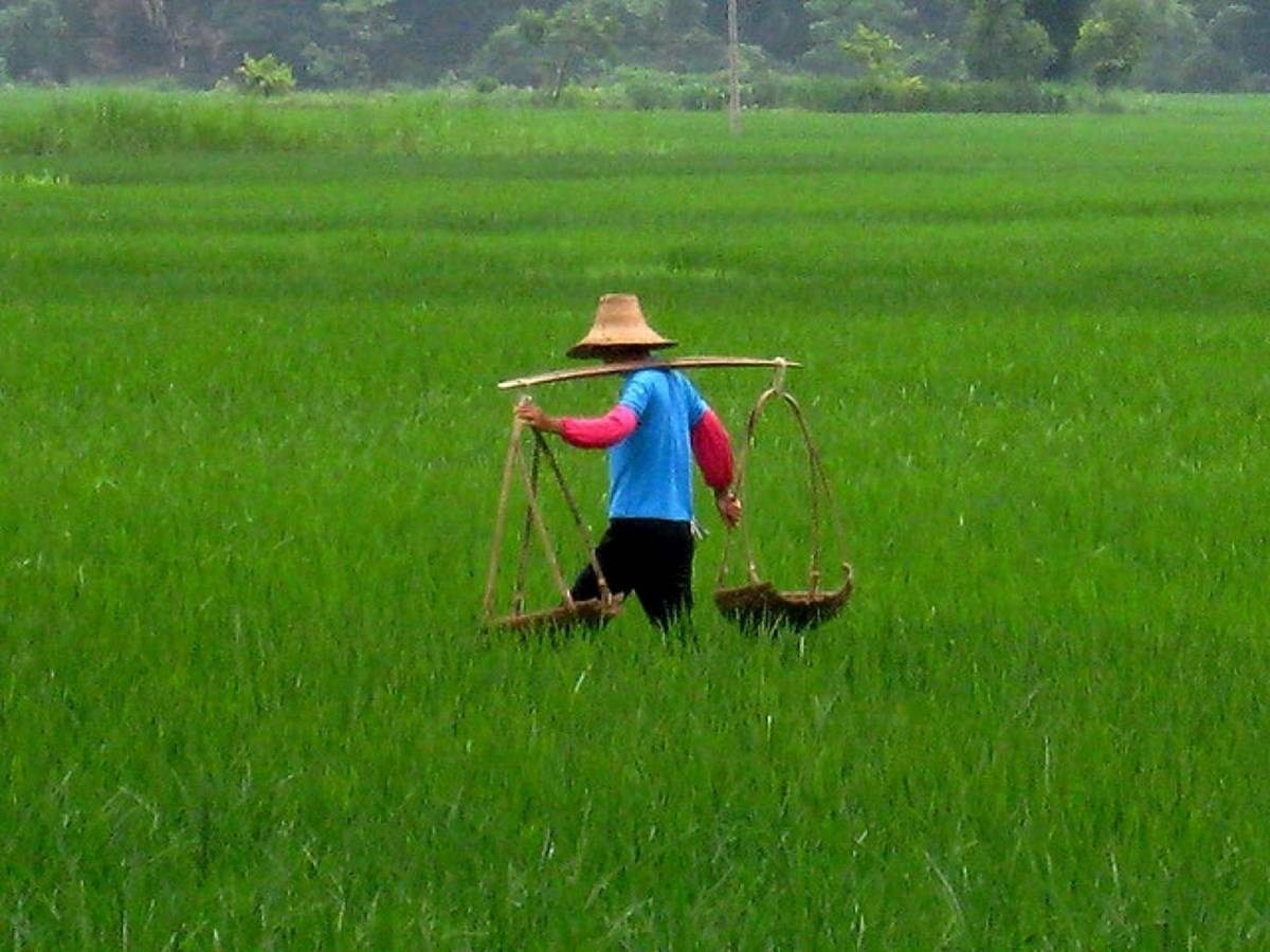 farmer in china
