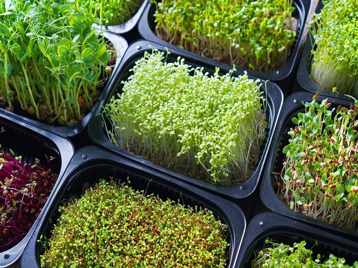 You can start a microgreens business with one or two 10" x 20" trays