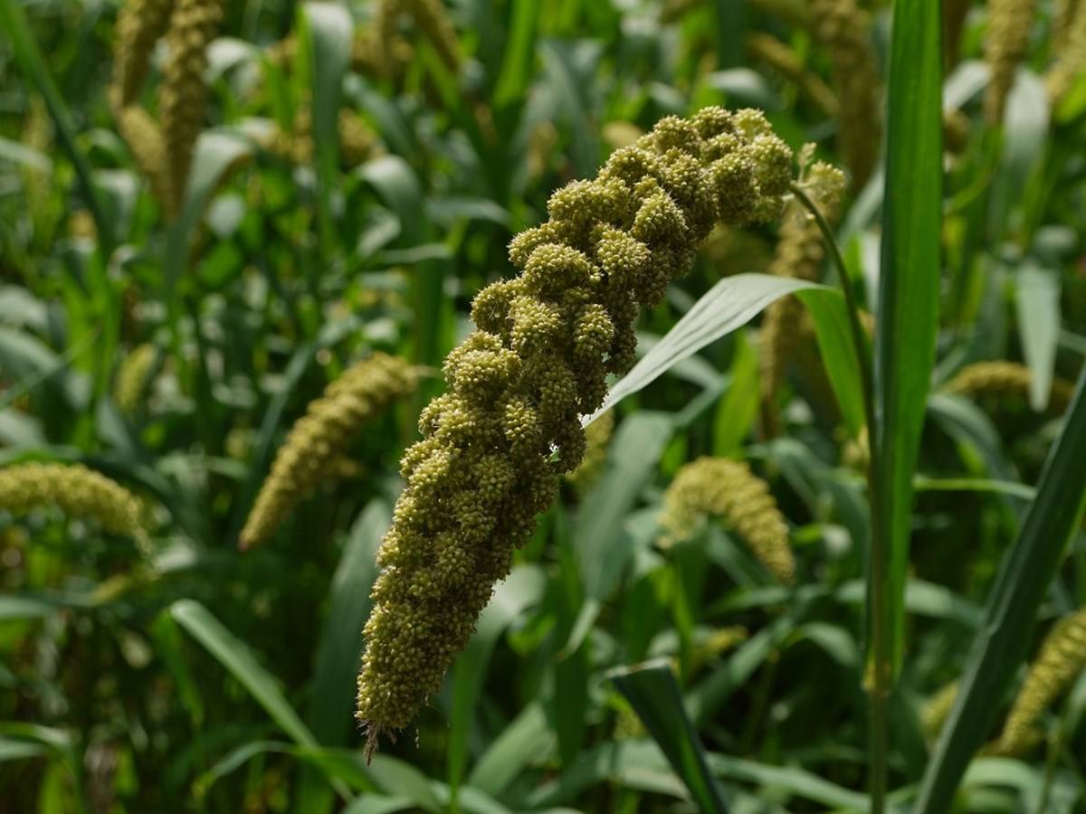 Setaria Italica is the technical name for millets.
