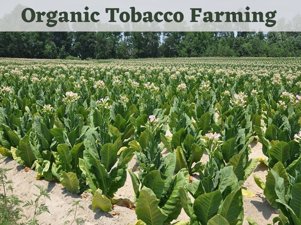 Tobacco that is organic requires a variety of soil types. Rainfed crops like bidi tobacco are typically grown in alluvial, black clayey, or loamy soils.