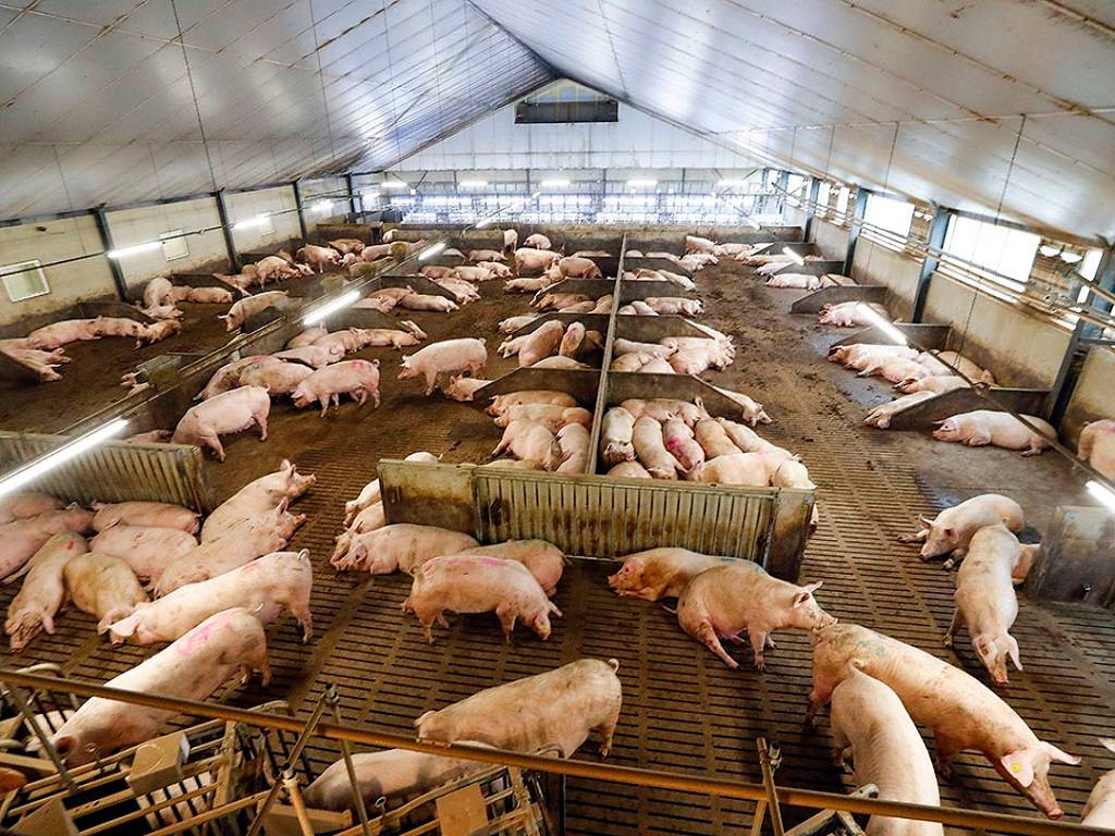 pig-farming-breed-selection-farm-management-cost-profit-calculations