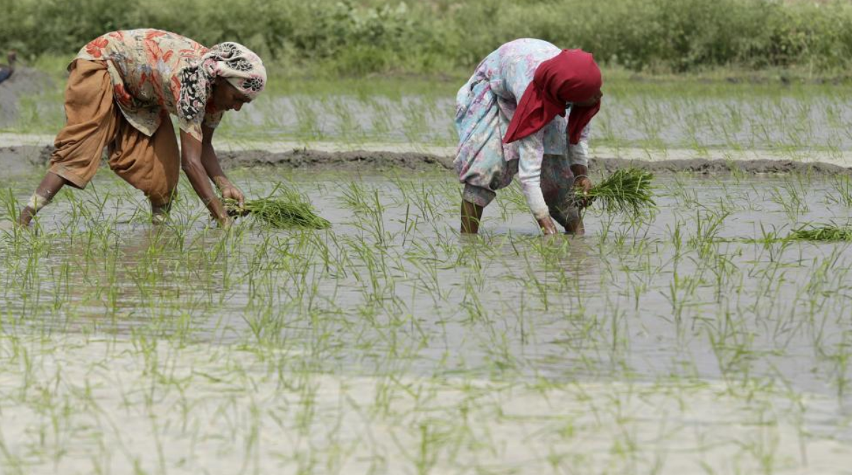 Rice crop