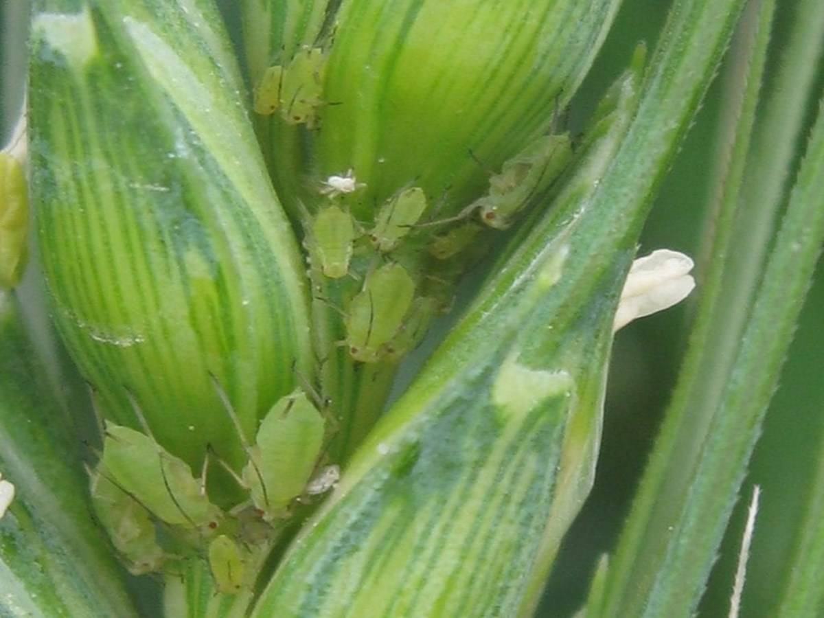 Infestations of aphids insect on wheat plant.