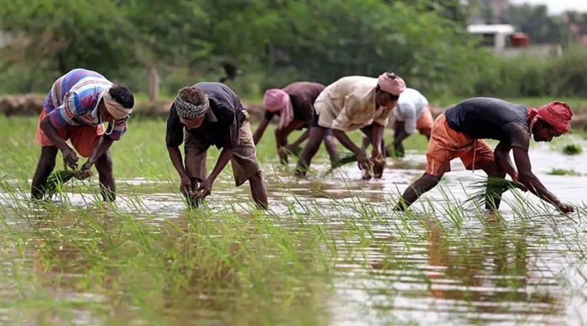 Over 45,000 acres of paddy seedlings have been transplanted so far.