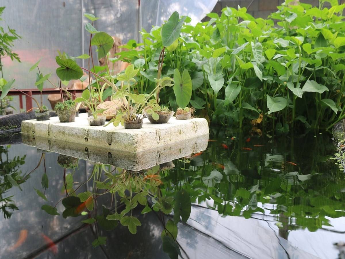 Aquaponic systems are more water-efficient than hydroponic systems, which is another difference.