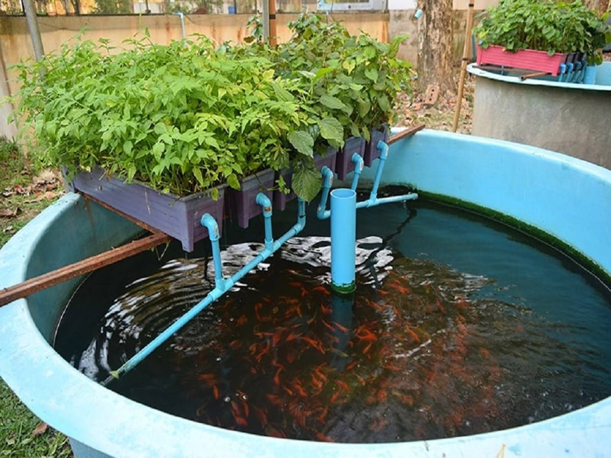 Aquaponics Gardening: Benefits & Step-by-step Guide on How to Get Started