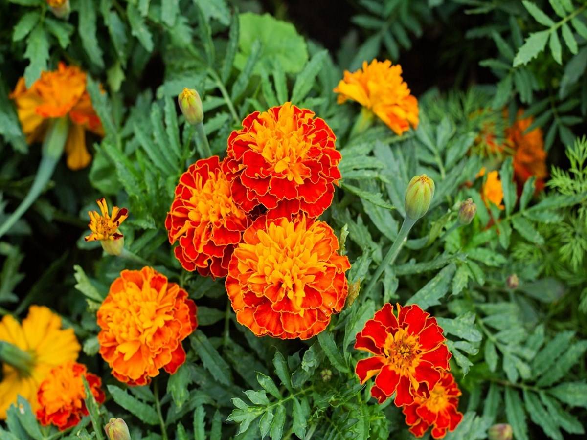 Tagetes is a genus of annual or perennial, mostly herbaceous plants in the family Asteraceae. They are among several groups of plants known in English as marigolds.