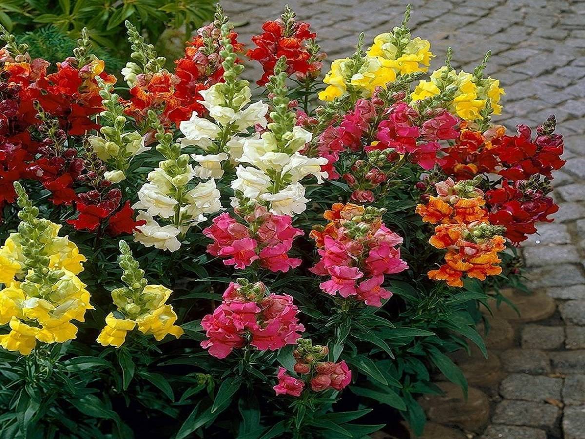 Antirrhinum is a genus of plants commonly known as dragon flowers, snapdragons and dog flower because of the flowers' fancied resemblance to the face of a dragon that opens and closes its mouth when laterally squeezed.