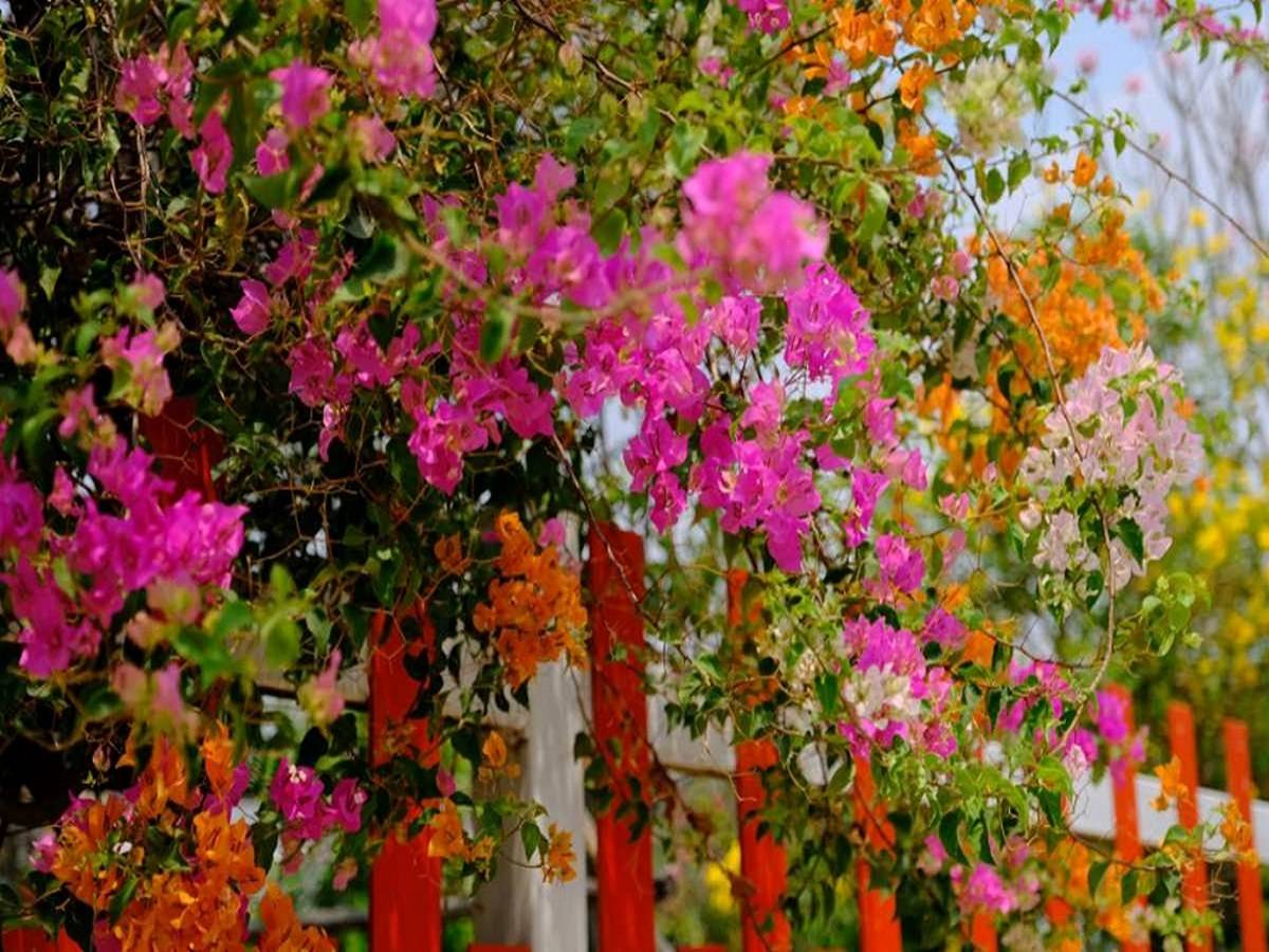 Its paper-like slender petals is one of the most renowned and indisputable characteristics of Bougainvillea.