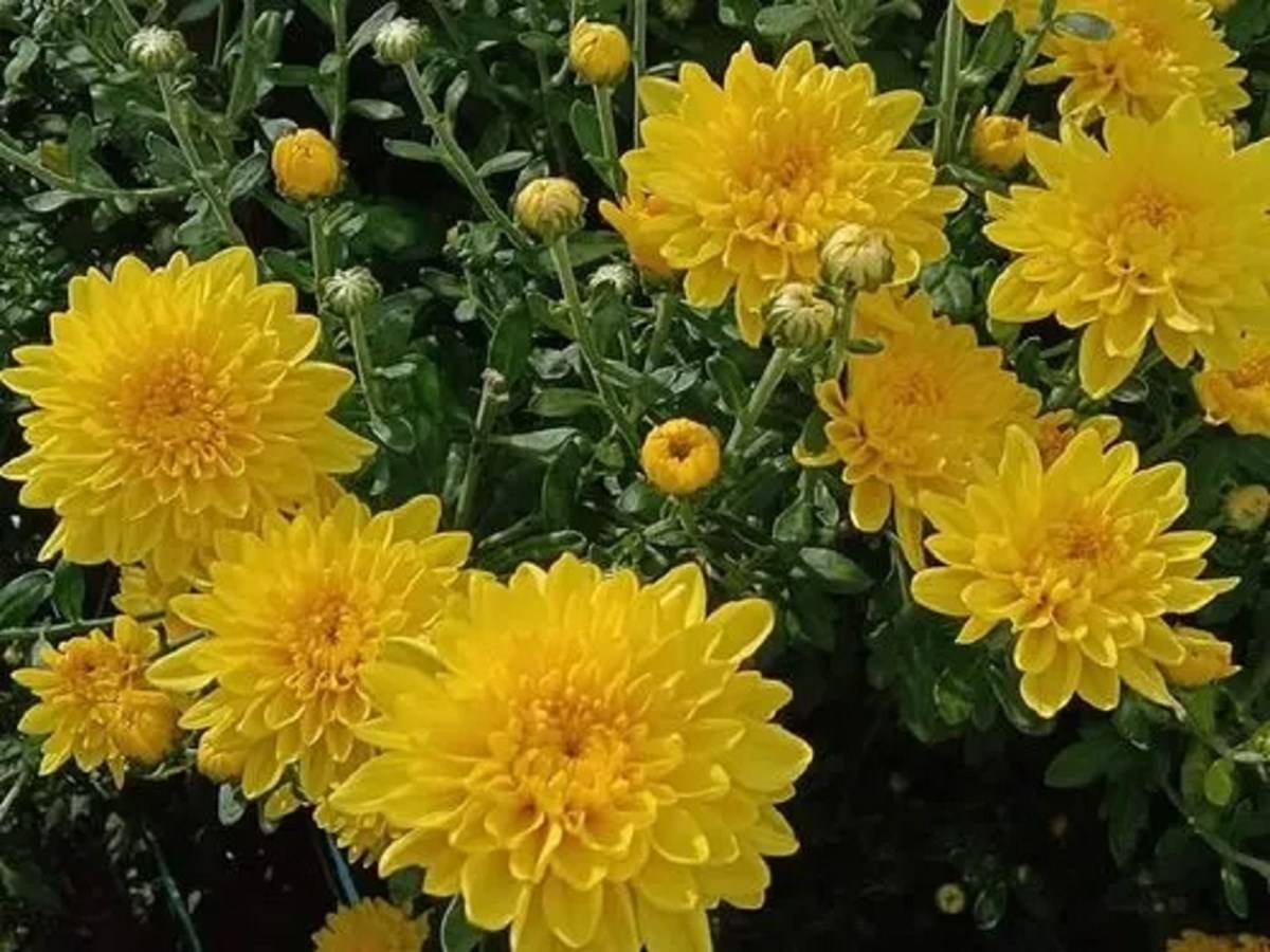 Chrysanthemums, sometimes called mums or chrysanths, are flowering plants of the genus Chrysanthemum in the family Asteraceae.