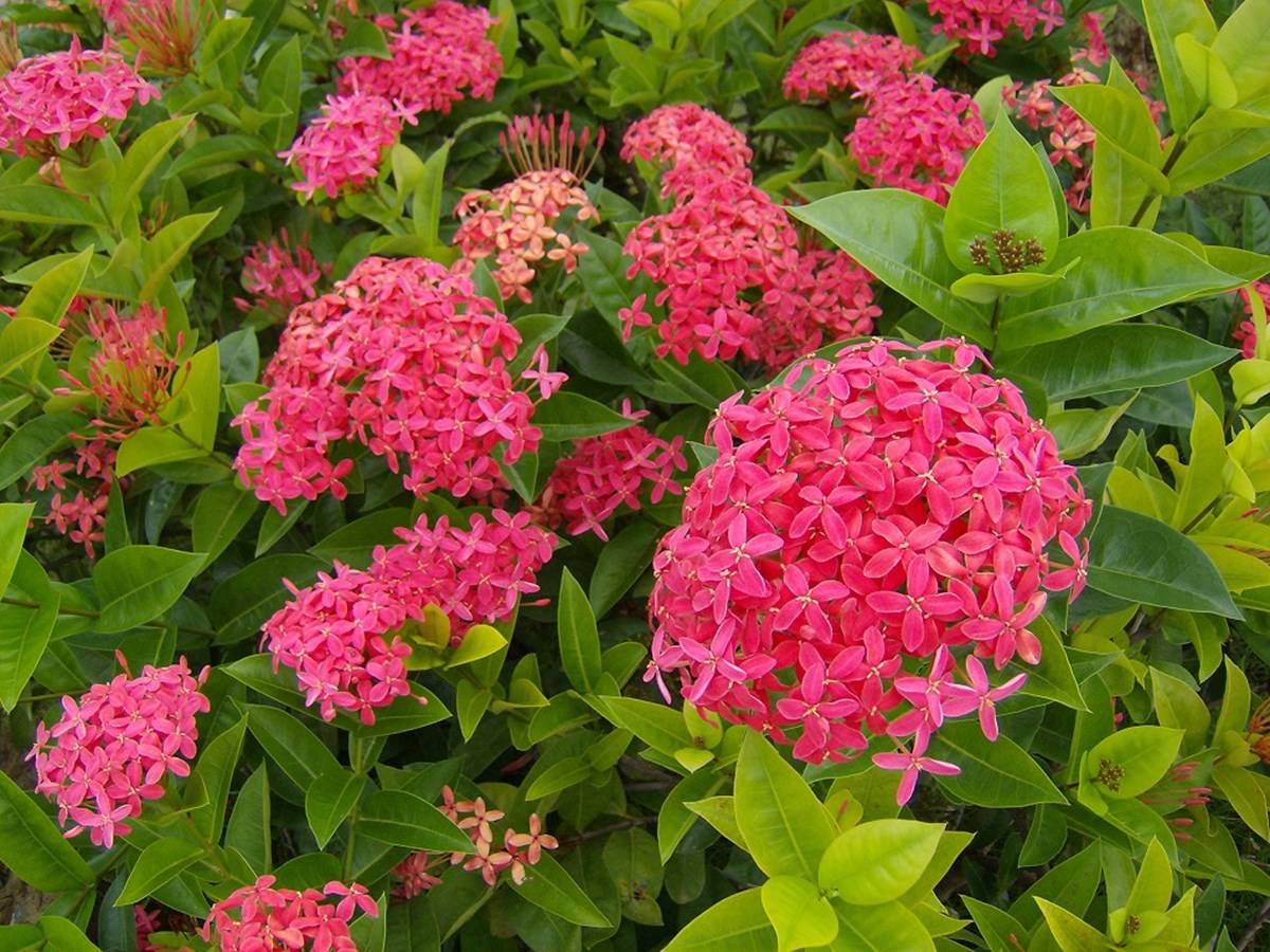 Ixora is a genus of flowering plants in the family Rubiaceae.