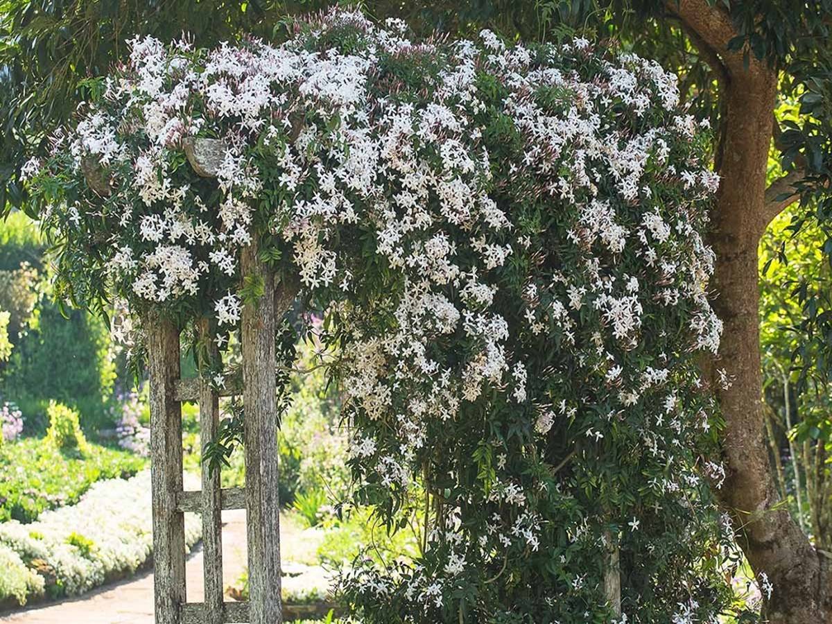Jasmine is a genus of shrubs and vines in the olive family (Oleaceae).