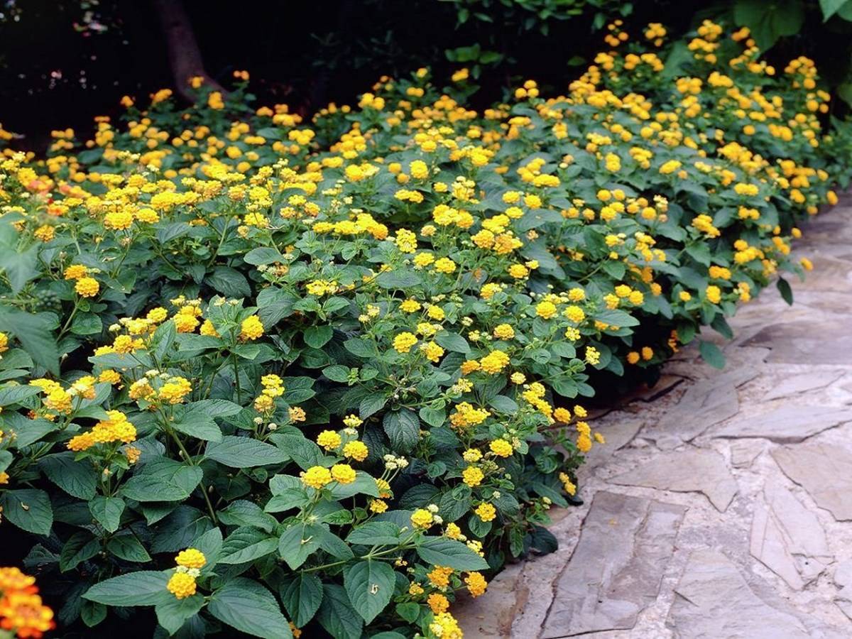 Lantana is a genus of about 150 species of perennial flowering plants in the verbena family, Verbenaceae.
