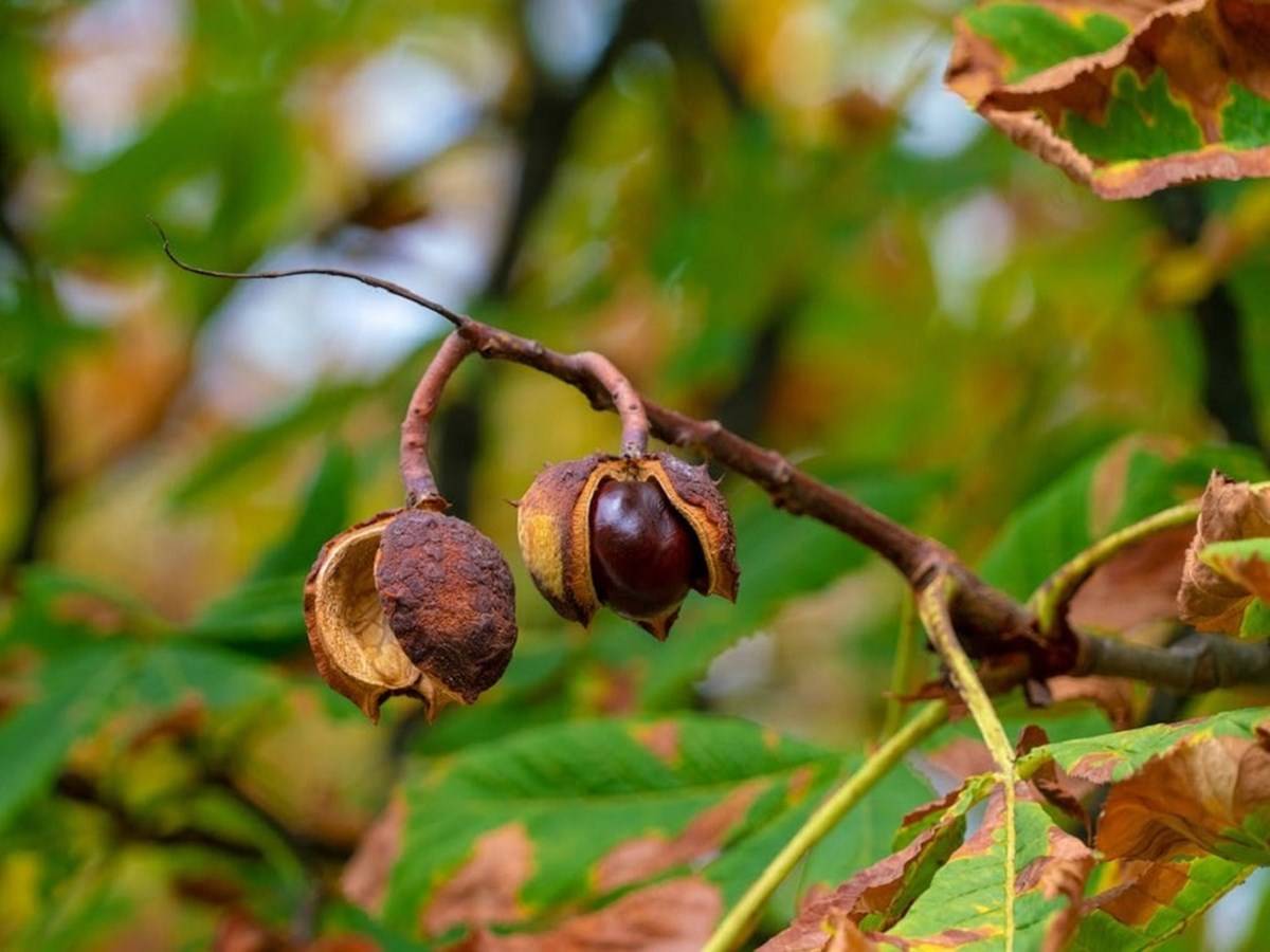 Chestnuts, low in fat and high in vitamin C, are more similar to fruits than true nuts.