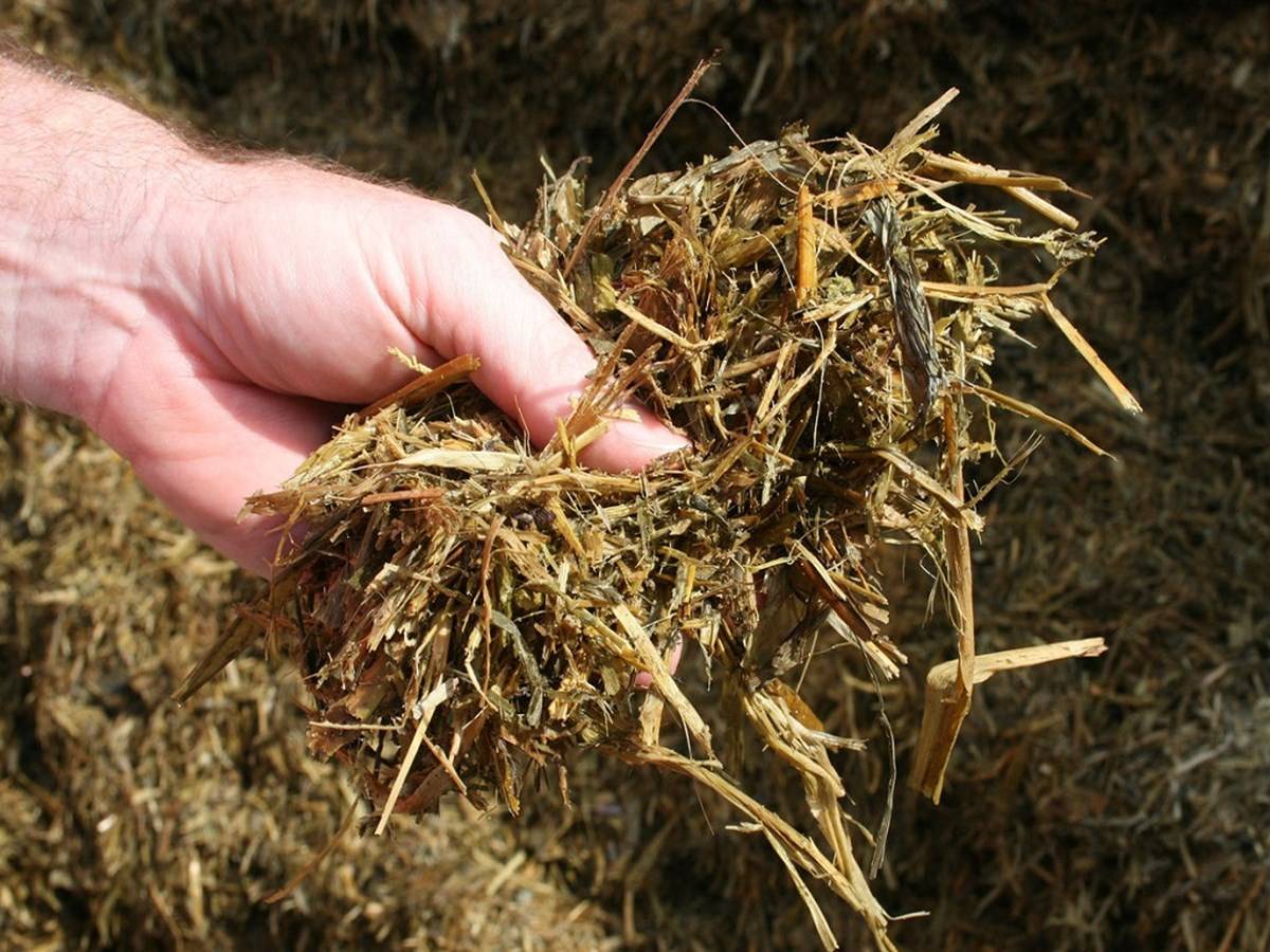 Silage is pasture grass that has been 'pickled'. It is a method used to preserve the pasture for cows and sheep to eat later when natural pasture isn't good, like in the dry season.