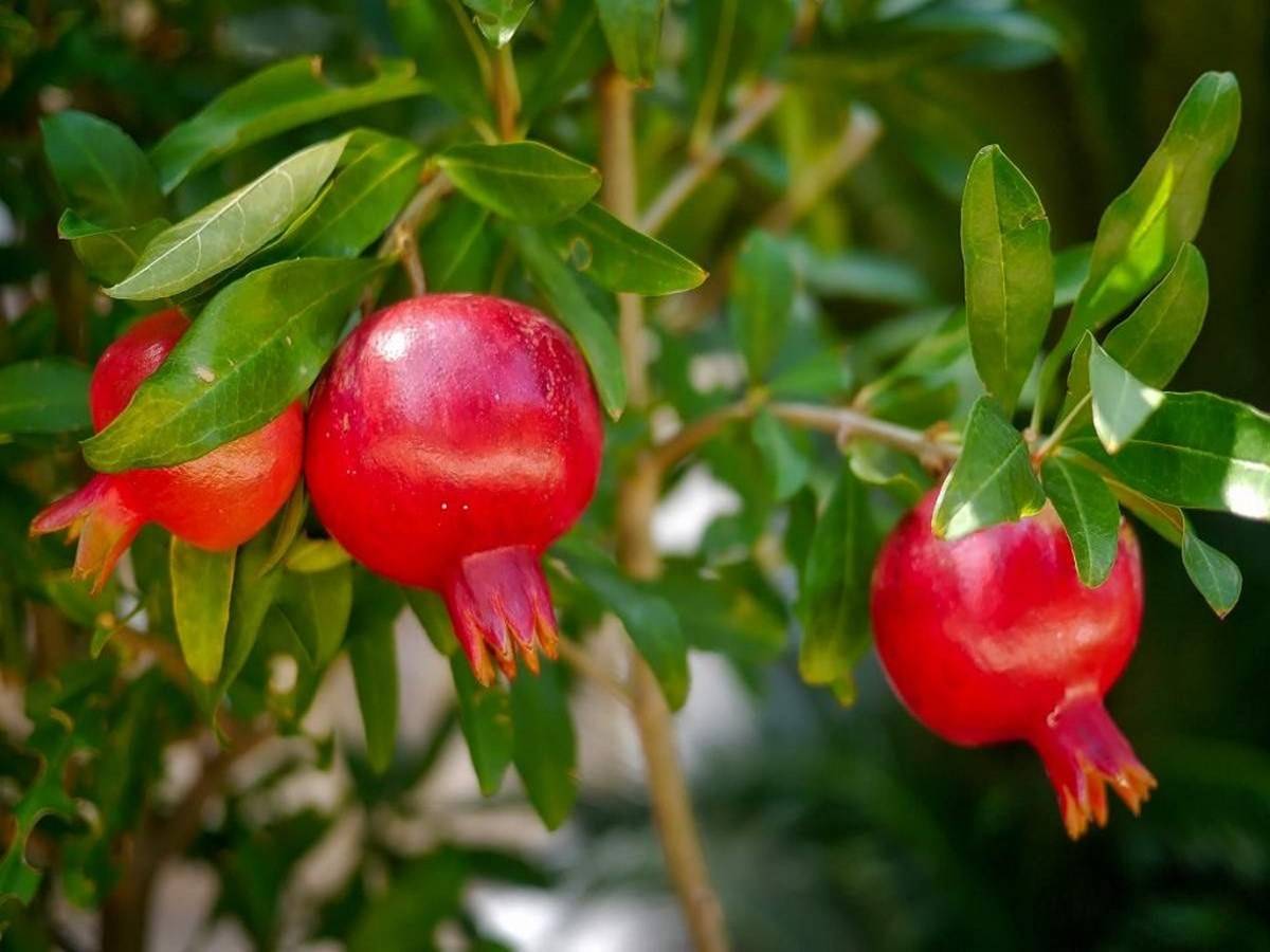Rise in global demand for pomegranates has lead to high rate of production.