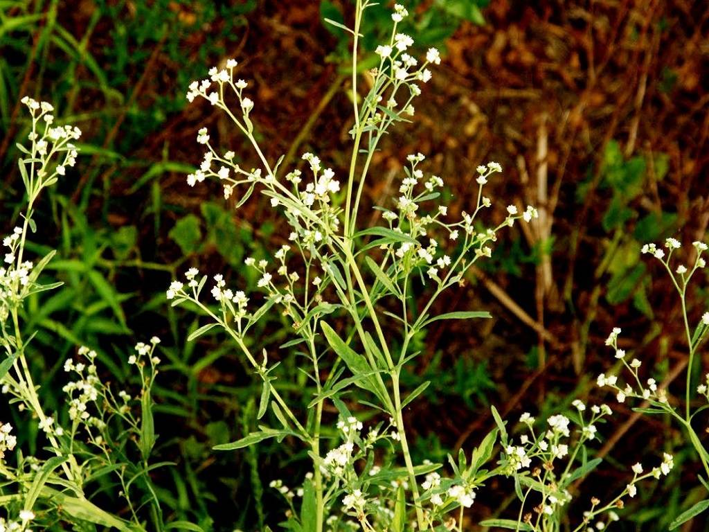 Parthenium Weed was First Found in Arunachal Pradesh and Nagaland