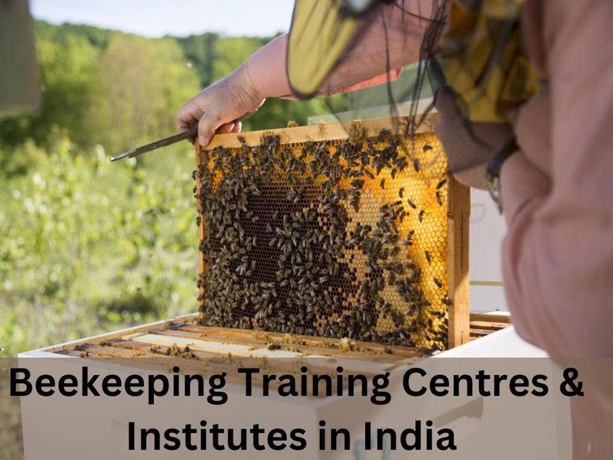 Similar to dairying, apiculture is primarily carried out by small-scale and landless farmers.