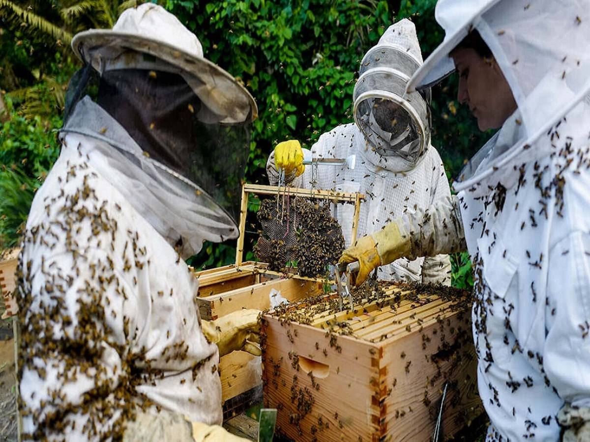 Top 6 Beekeeping Training Centres & Institutes in India