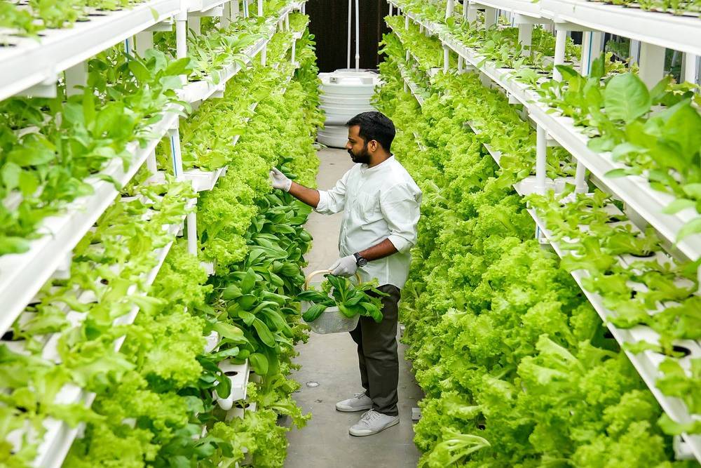 In vertical farming, the roots of the plants are submerged in a solution of nutrients.