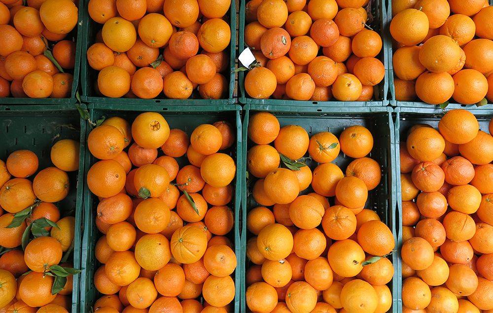 Dambuk subdivision alone produces between 50 and 60 metric tonnes of oranges annually