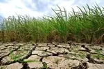 Jharkhand Govt Offers Rs 10 per quintal Bonus on MSP to ‘Drought-Hit’ Paddy Growers