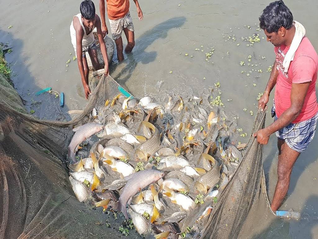 You can start carp fish farming on your current agricultural land or acquire a new one