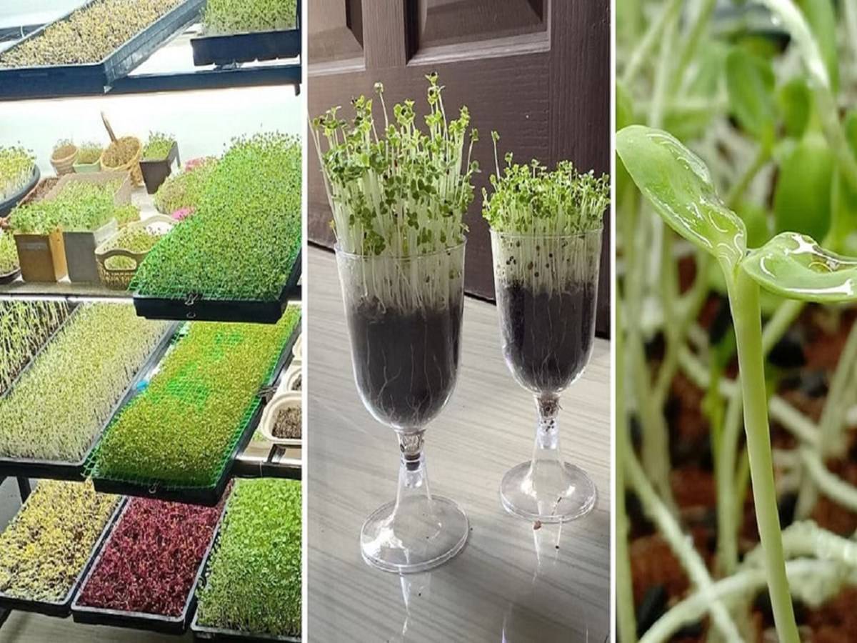 Different varieties of microgreens growing at Ajay’s house