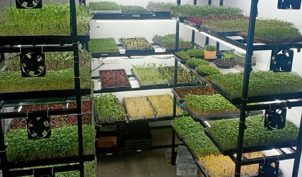 Ajay is growing microgreens in food grade trays in controlled environment