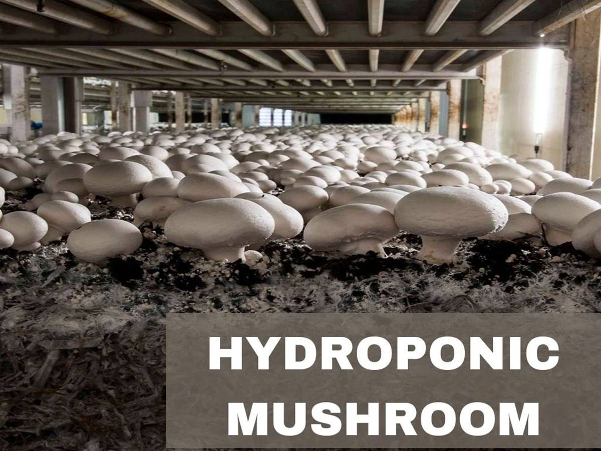 Similar to how ordinary rooted plants are produced, mushrooms can also be grown hydroponically