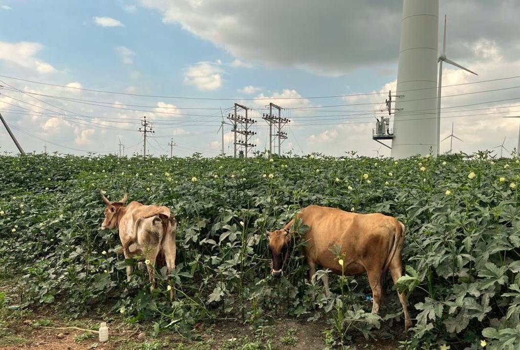 Cattle-eating lady's fingers plants in a field in Tirunelveli's Manur block.