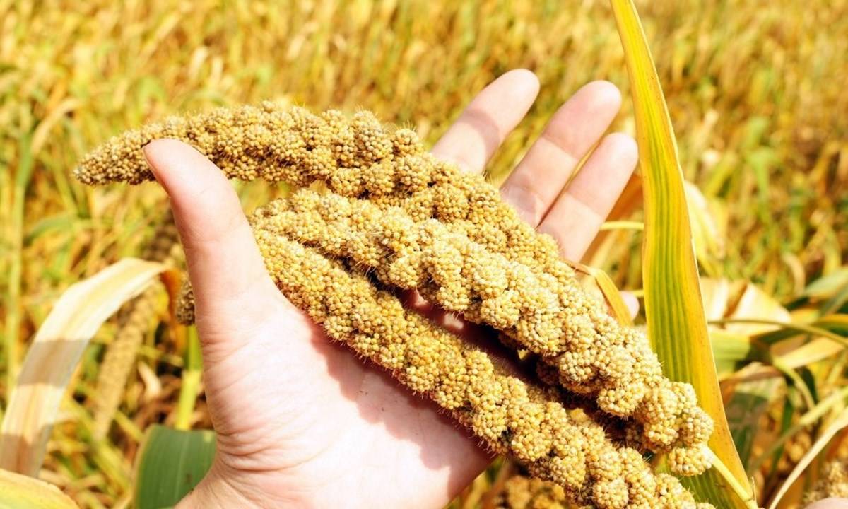 Millets are high in calcium, iron, and fiber, which help to fortify essential nutrients for children's healthy growth.
