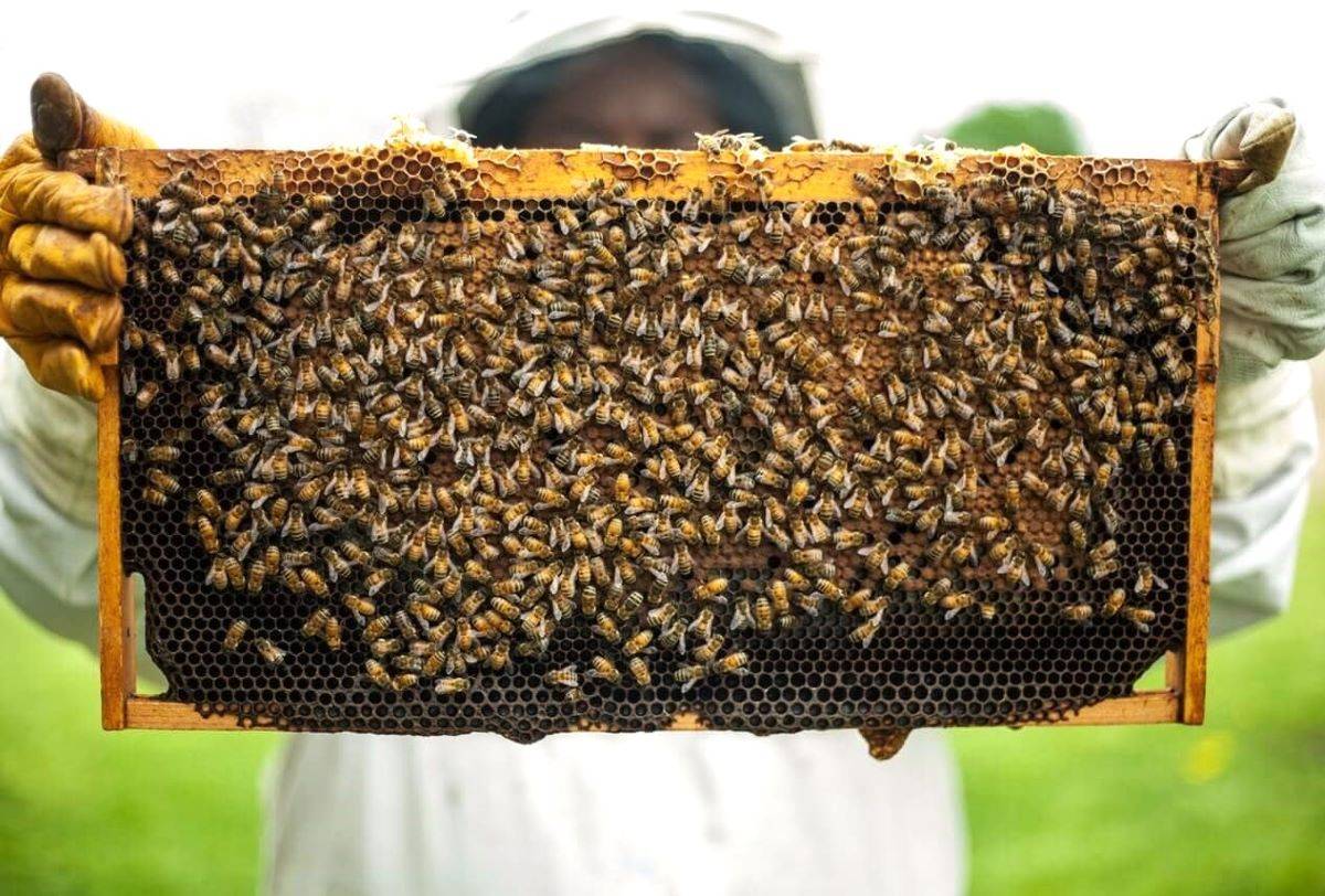 Bees play an important role in the preservation of our planet