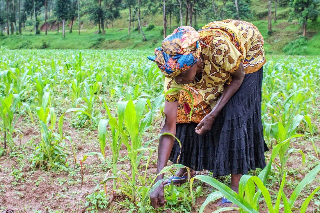 AAPA-IFC partnership will help enhance knowledge by providing professional trainings to boost productivity in Angola's agricultural sector.