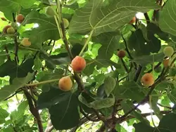A Complete Guide on How to Grow Sweet Fig Plant (Anjeer)