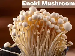 How to Grow Enoki Mushroom: Step-by-step Process Explained