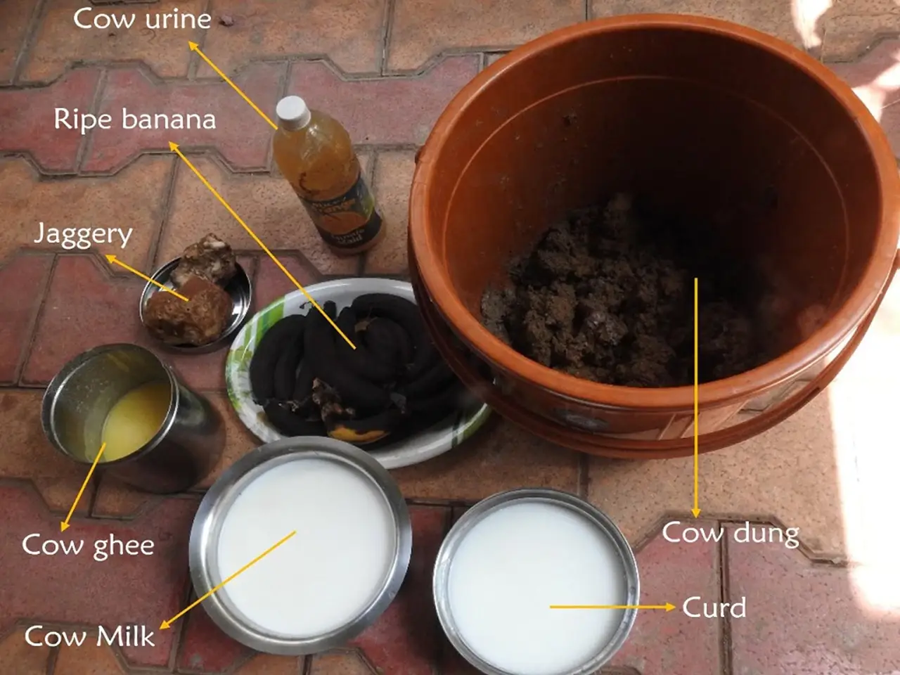Ingredients used in making Panchagavya.