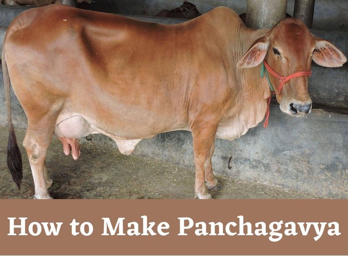 When the 5 ingredients of panchagavya are combined and applied properly, they have astonishing results on crops as well as on animals.
