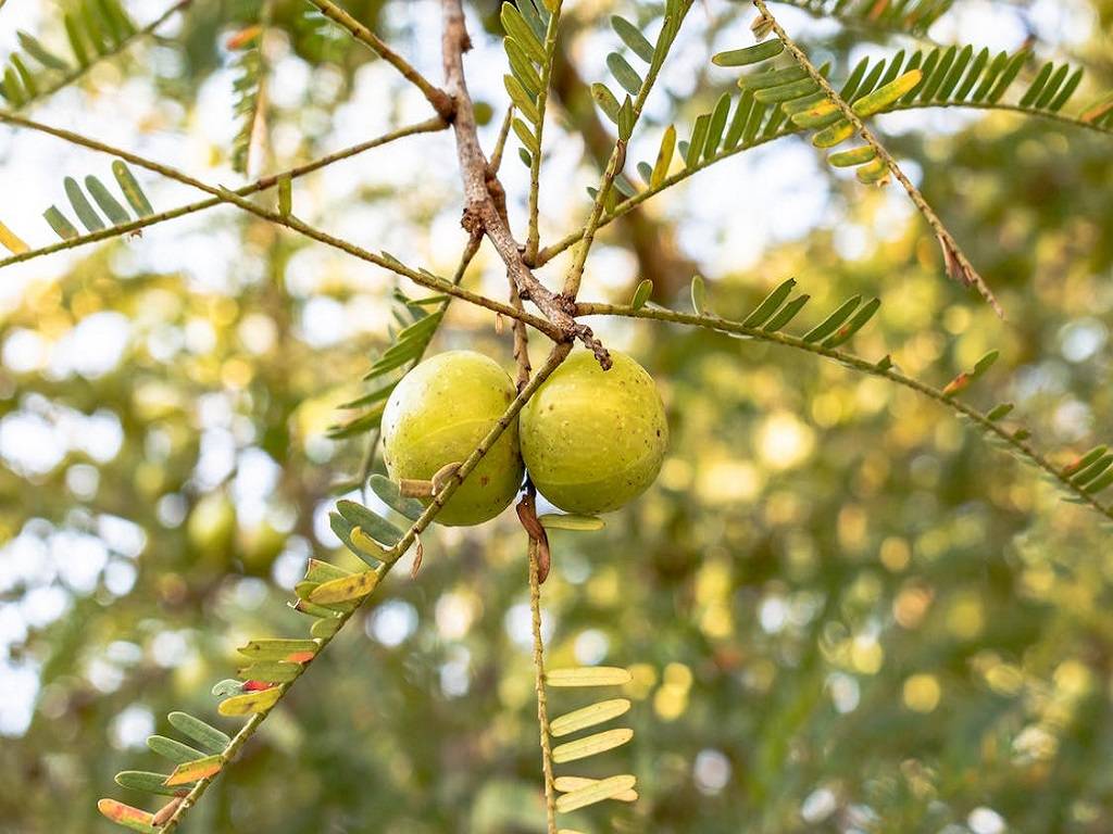 The Indian gooseberry is the miracle cure you've been searching for to improve your general health.