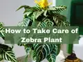How to Protect and Take Care of Zebra Plant?